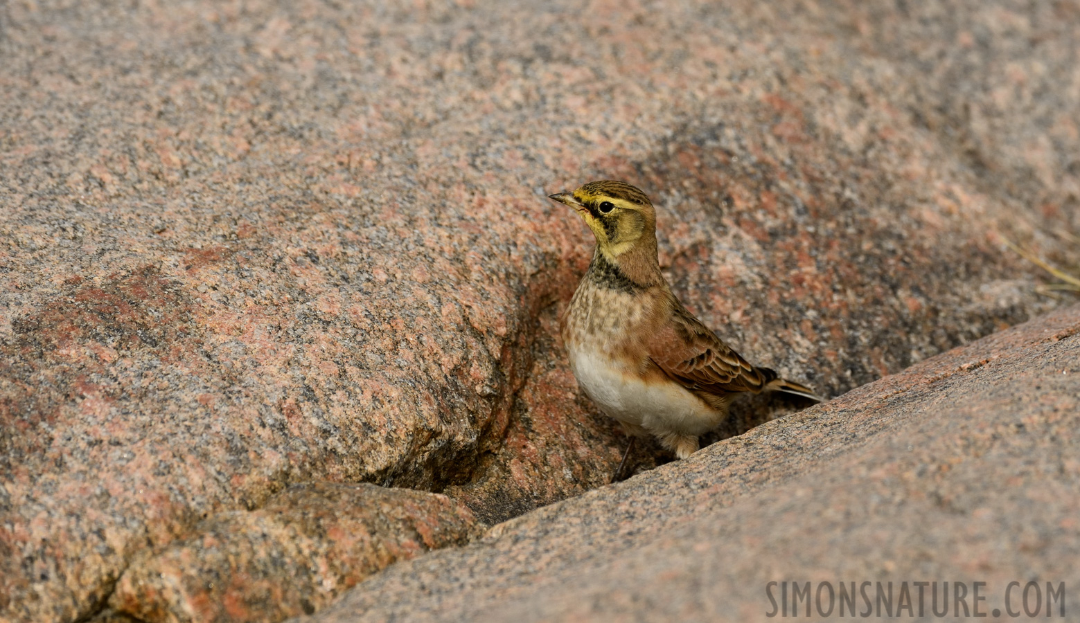 Eremophila alpestris [400 mm, 1/3200 Sek. bei f / 8.0, ISO 800]